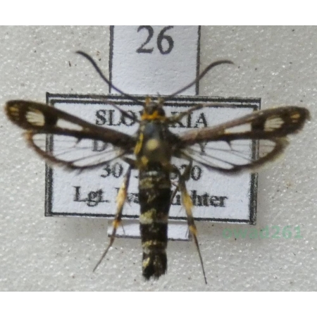 Chamaesphecia tenthrediniformis (Denis & Schiffermüller, 1775) Slovakia26